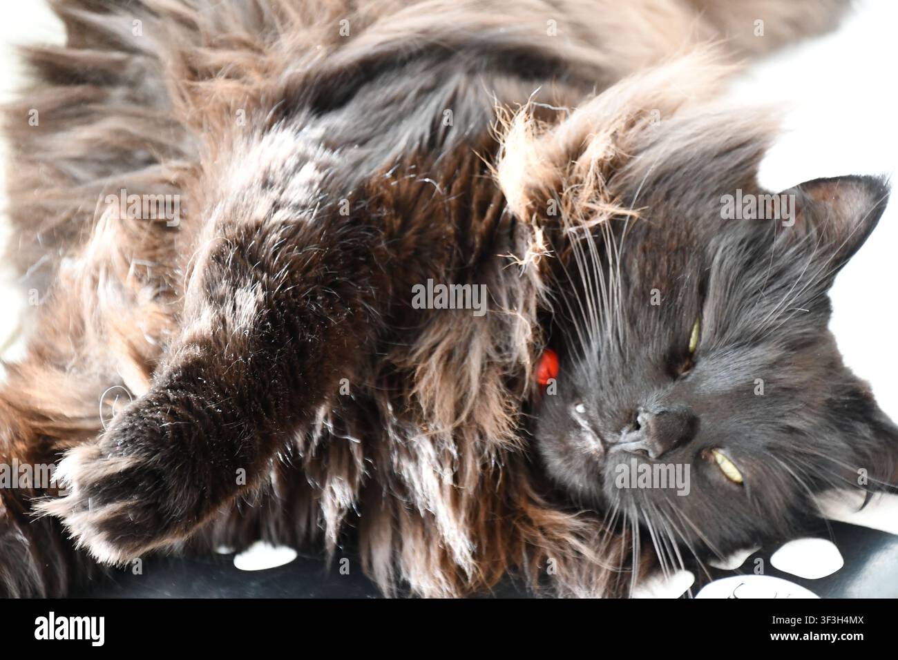 Zottelige graue Hauskatze trägt ein rotes Halsband und ruht auf gepunktetem Stoff Stockfoto
