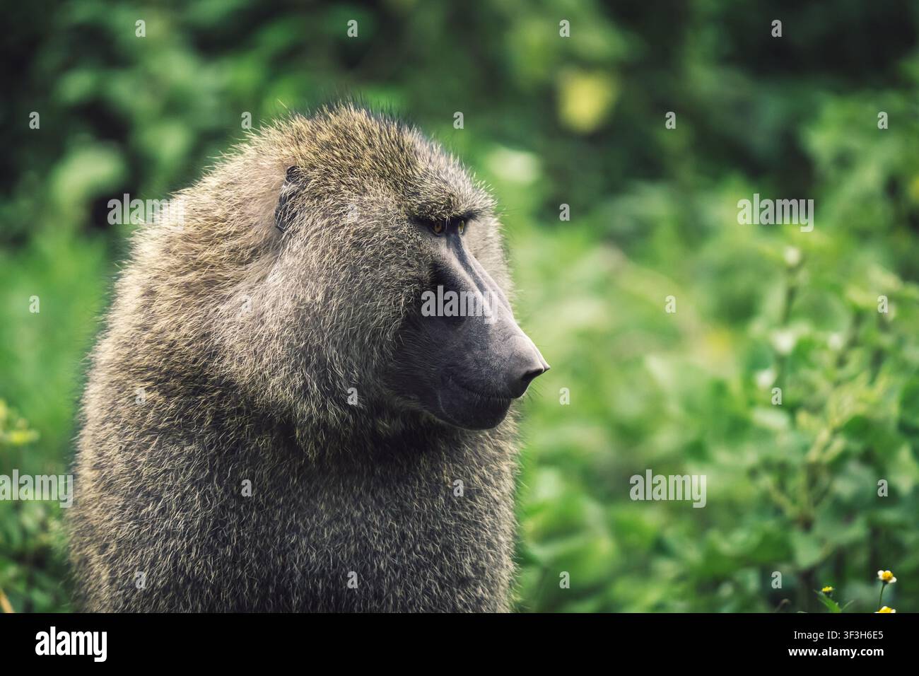 Porträt eines Olivenpavian in üppiger afrikanischer Vegetation Stockfoto