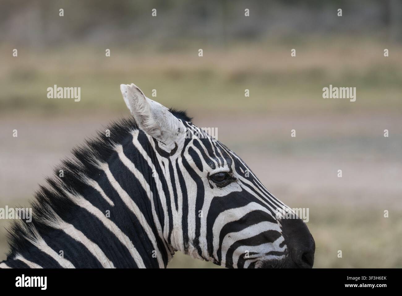 Nahaufnahmeporträt eines Steppenzebras in der afrikanischen Savanne Stockfoto