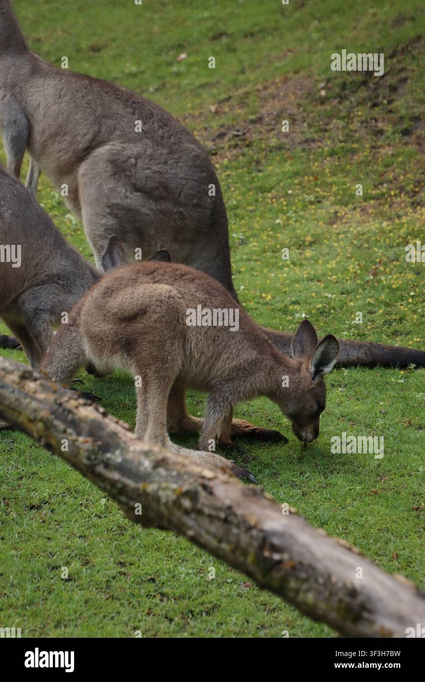 Eine Familie von Kängurus ist draußen und frisst Gras. Es gibt auch Jojos. Stockfoto