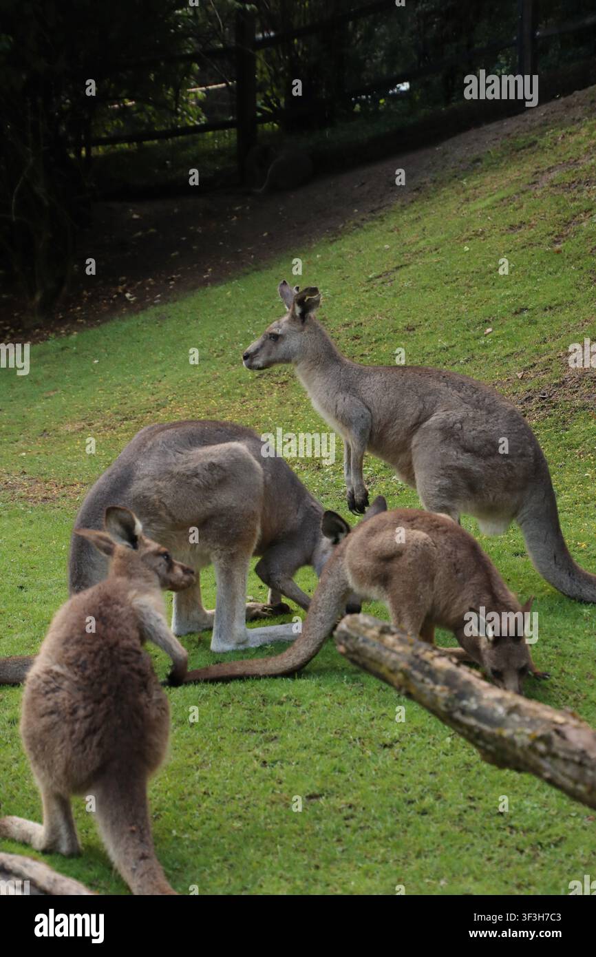 Eine Familie von Kängurus ist draußen und frisst Gras. Es gibt auch Jojos. Stockfoto