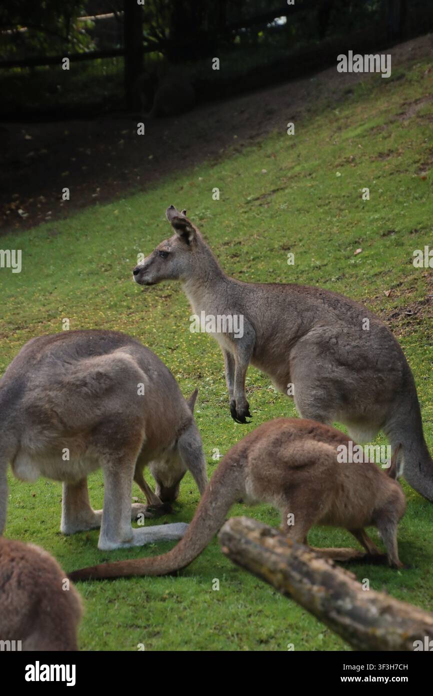 Eine Familie von Kängurus ist draußen und frisst Gras. Es gibt auch Jojos. Stockfoto