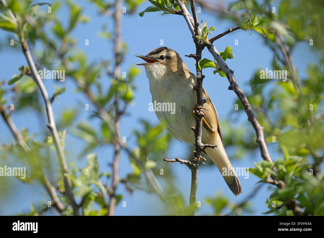 Männlicher Schilfsänger (Acropcephalus schoenbaenus) singt im Otmoor Oxon Stockfoto