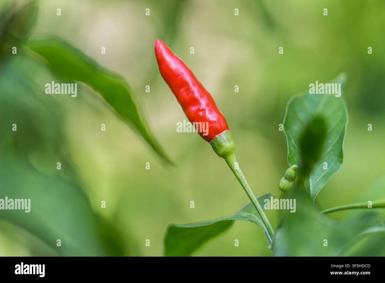 Einzelne reife rote Bird's-Eye-Chili auf einem Pflanzenstiel mit grünen Blättern und weichem verschwommenem Hintergrund Stockfoto