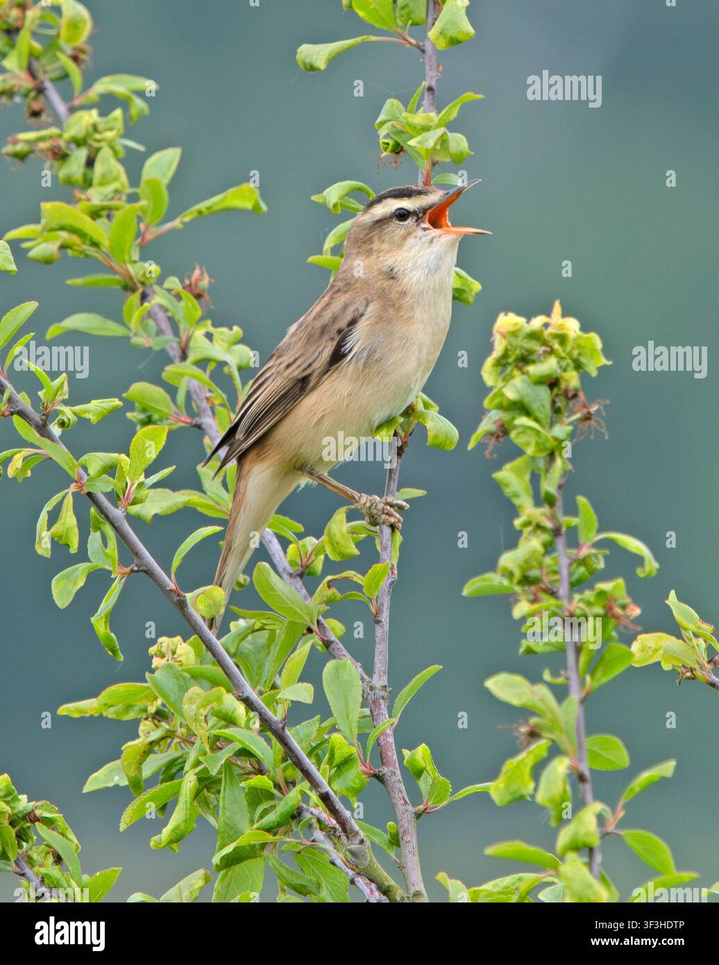 Männlicher Schilfsänger (Acropcephalus schoenbaenus) singt im Otmoor Oxon Stockfoto