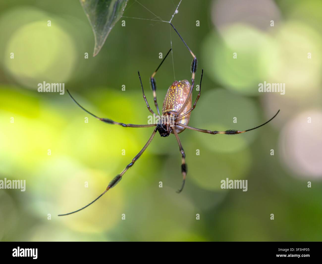 Trichonephila clavipes (früher bekannt als Nephila clavipes), allgemein bekannt als Goldseiden-Rundwebspinne, Goldseidenspinner, Gold-Rundwebspinne Stockfoto
