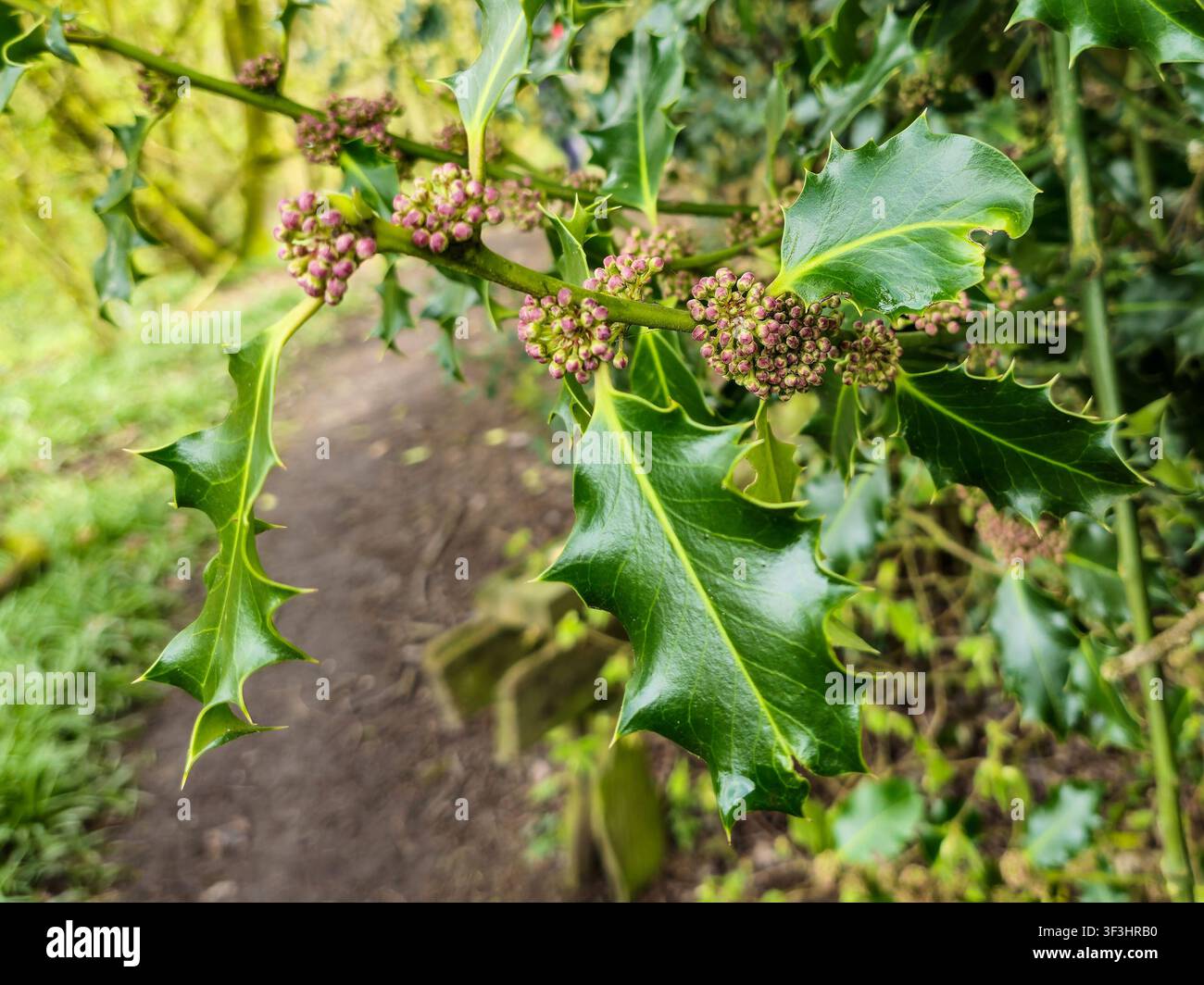 Die kompakten Blüten von Ilex aquifolium, der Stechpalme, gewöhnlichen Stechpalme, englischen Stechpalme, europäischen Stechpalme oder gelegentlich Weihnachtsstechpalme, England, UK Stockfoto