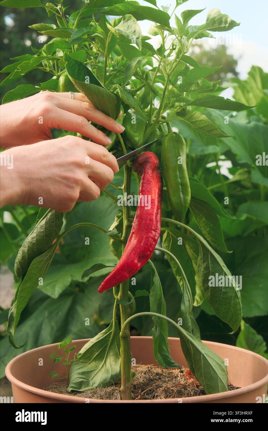 Gartenarbeit und Ernte von selbst gezogenen roten Paprikaschoten aus einem Topf im Bio-Garten. Nahaufnahme von Händen, die Gemüse schneiden. Stockfoto