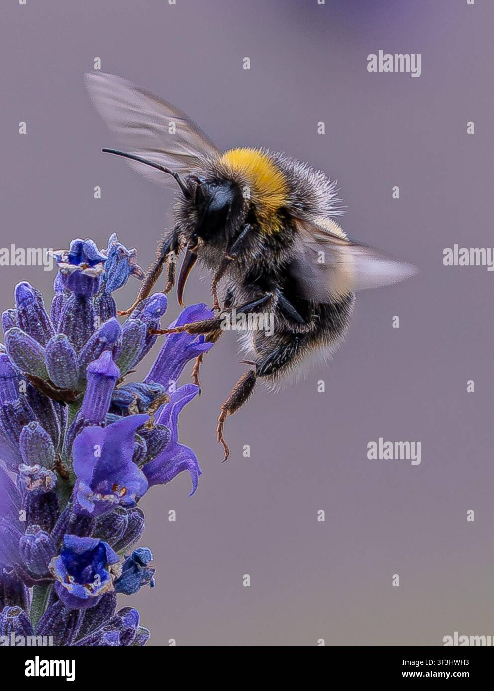 Biene, die von Lavendel in einem englischen Landhausgarten fliegt Stockfoto