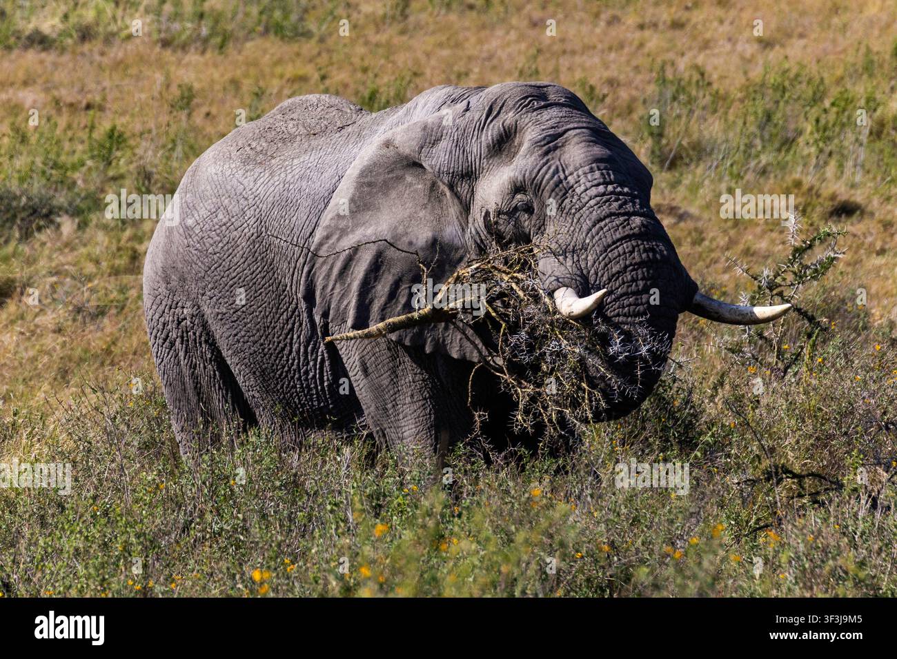 Arusha, Tansania - 13. Juni 2026 - Elefant im Serengeti-Nationalpark Stockfoto