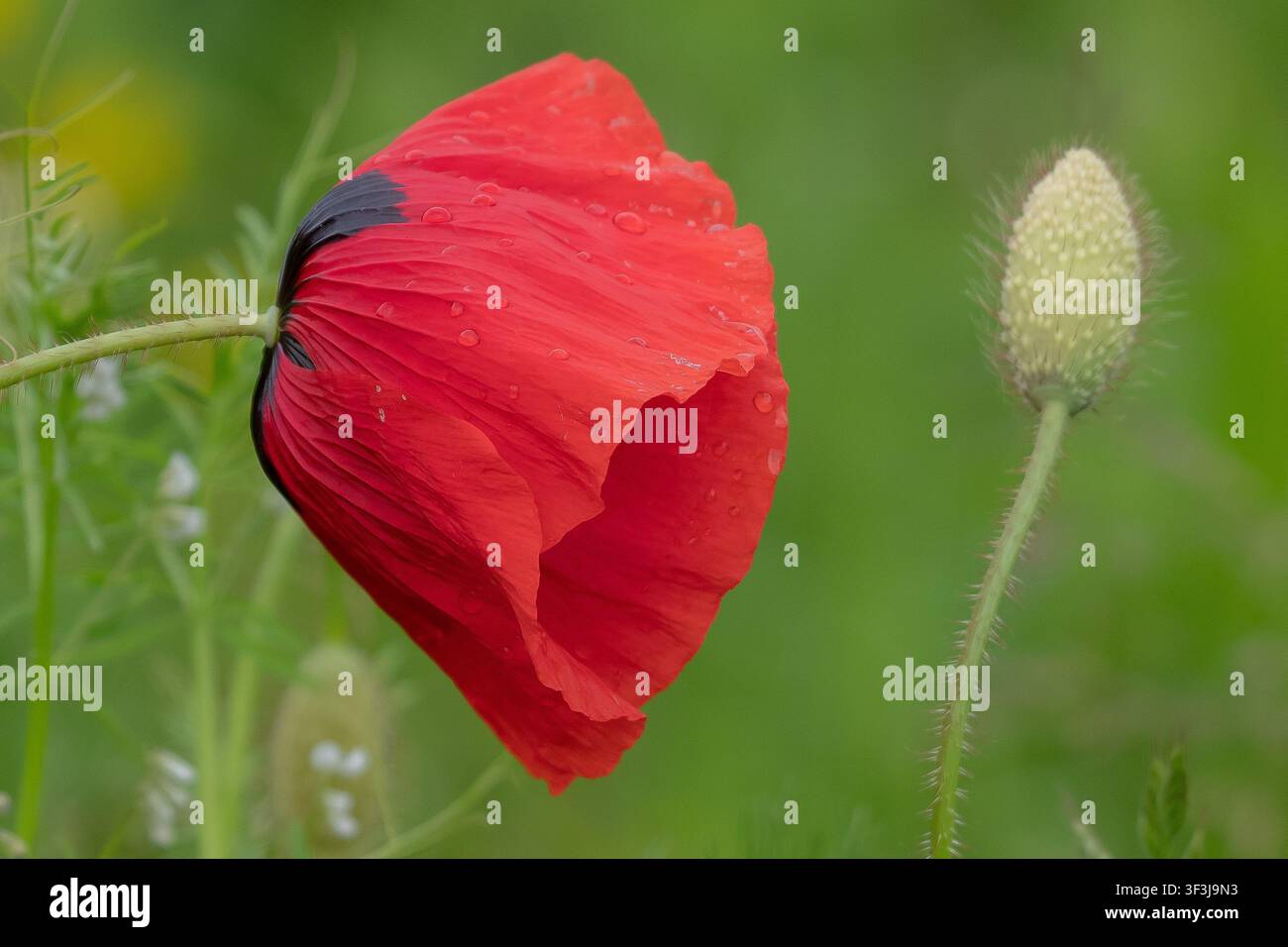 Nahaufnahme einer leuchtend roten Mohnblume, die mit winzigen Regentropfen bedeckt ist, neben einer noch geschlossenen Knospe auf einer grünen Wiese. Stockfoto