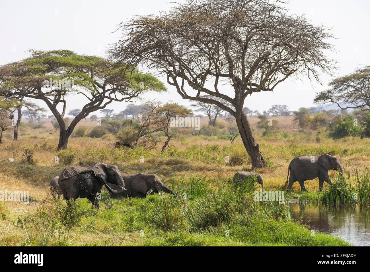 Arusha, Tansania - 13. Juni 2026 - Elefant im Serengeti-Nationalpark Stockfoto