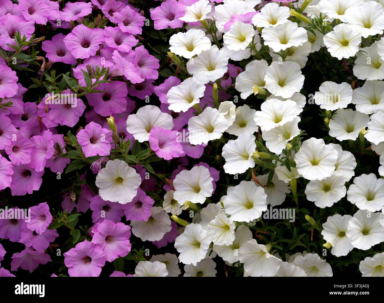 Wand aus weißen und rosa Petunienblüten, kann als Hintergrund verwendet werden Stockfoto