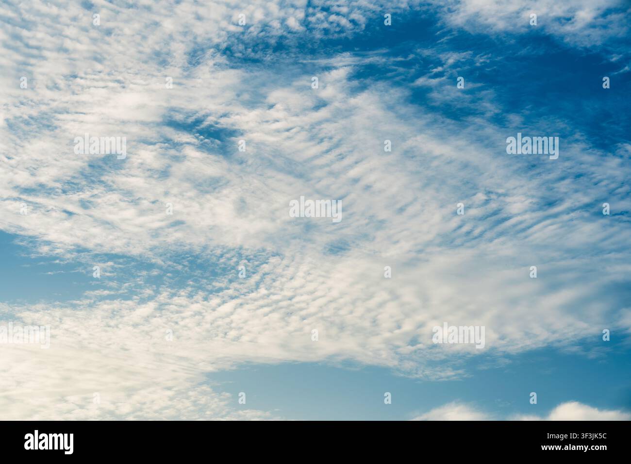 Weiter blauer Himmel gefüllt mit texturierten weißen Altokumuluswolken, flauschige Wolkenformation, weiches welliges Muster im Tageslicht Stockfoto