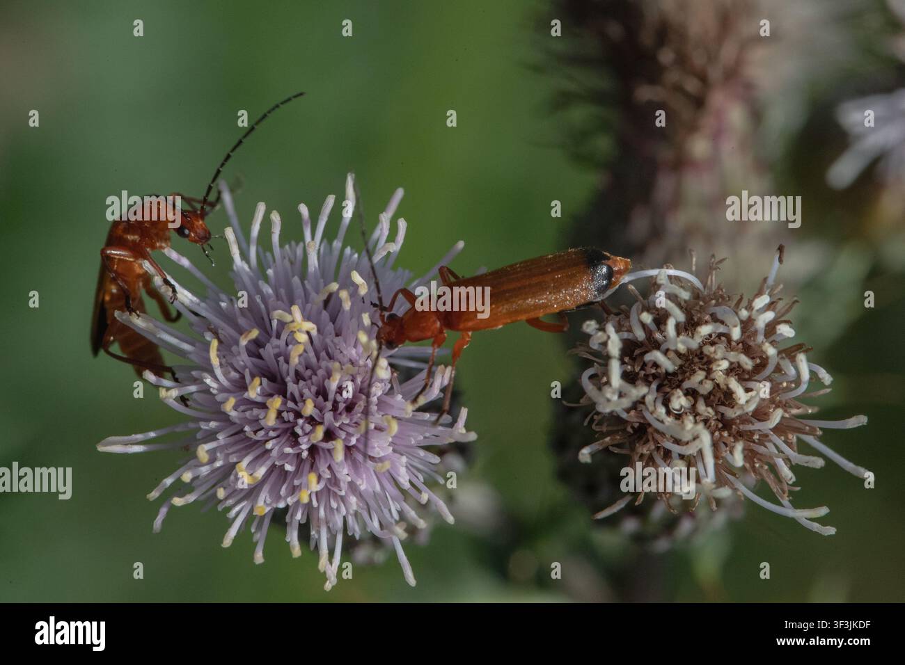 Eine Nahaufnahme von einem Paar Soldatenkäfern (Rhagonycha fulva), die an Feldskabiosen (Knautia arvensis) fressen. Suffolk, UK. Stockfoto