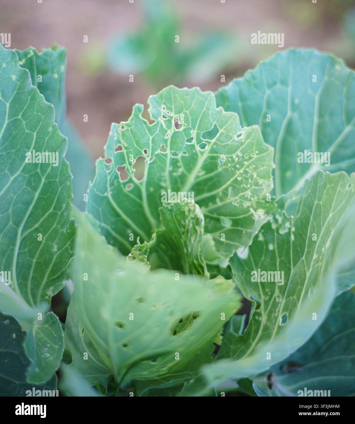 Hand, die Kohlblätter inspiziert, die nach Regenfall in einem biologischen Gemüsegarten wachsen. Stockfoto
