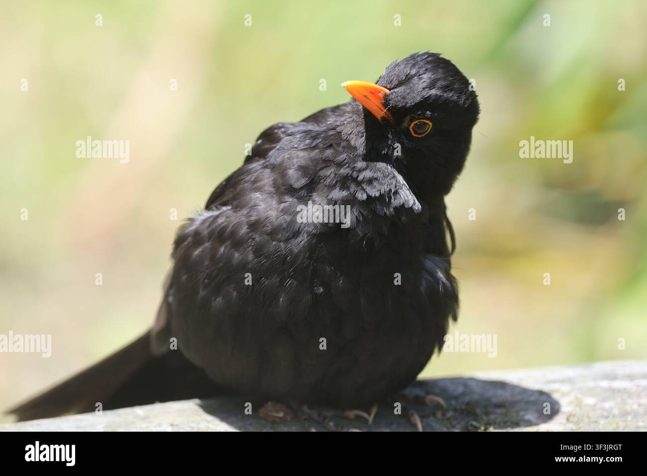 Eigentliche Amsel, erwachsener Mann, komplett schwarzes Gefieder, auffälliger orange-gelber Schnabel, Augenring, ruht auf einem Ast (Turdus-merula, Drossel) (Makro, Nahaufnahme Stockfoto