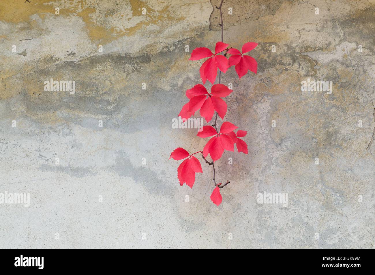 Nahaufnahme eines Virginia-Creeper-Astes (Parthenocissus quinquefolia) mit lebhaft roten Herbstblättern, die vor einer alten, strukturierten Wand hängen Stockfoto