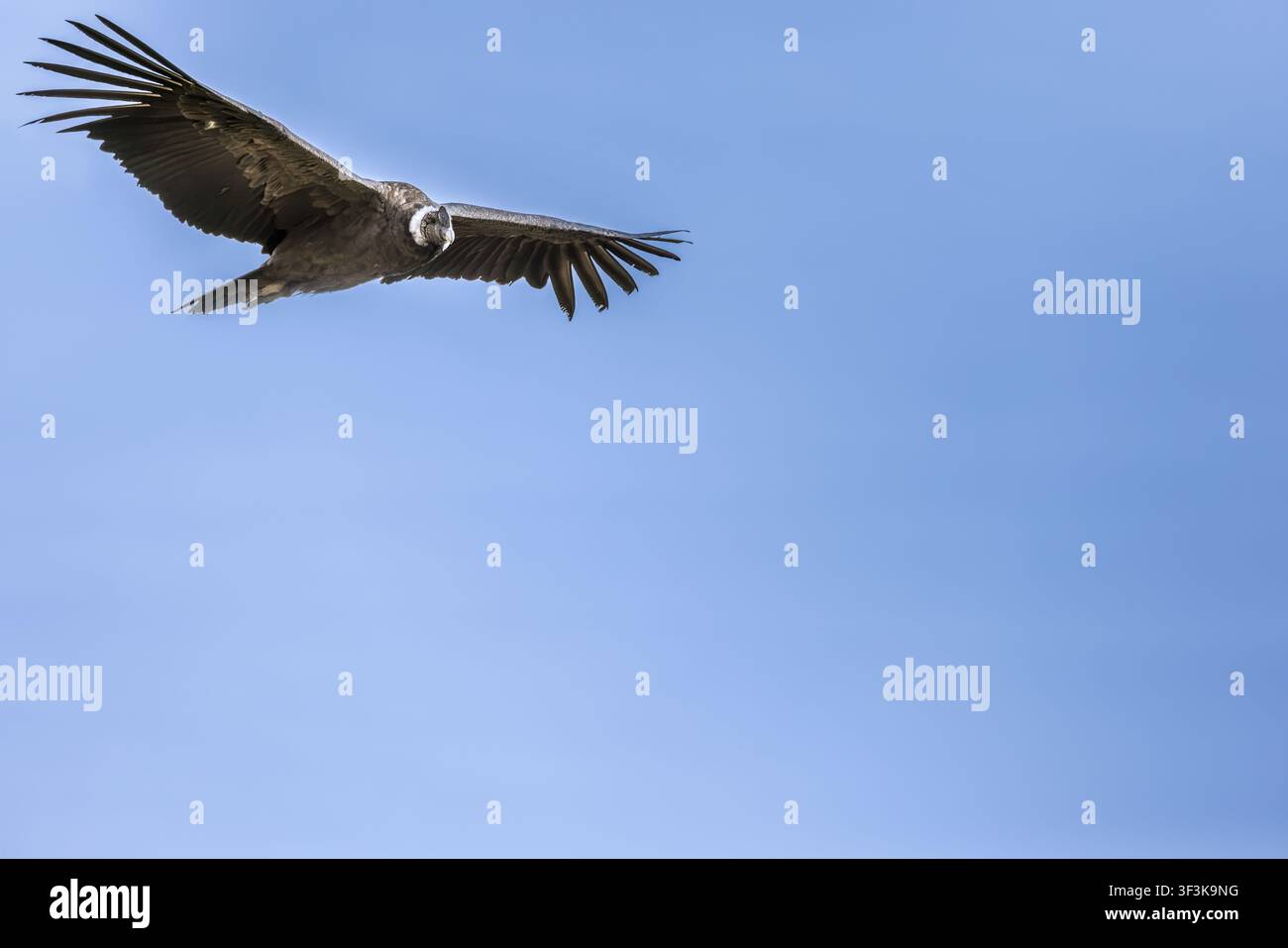 Majestätischer Andenkondor gleitet über Mirador Cruz del Condor mit vollständig ausgebreiteten Flügeln vor einem strahlend blauen peruanischen Himmel Stockfoto