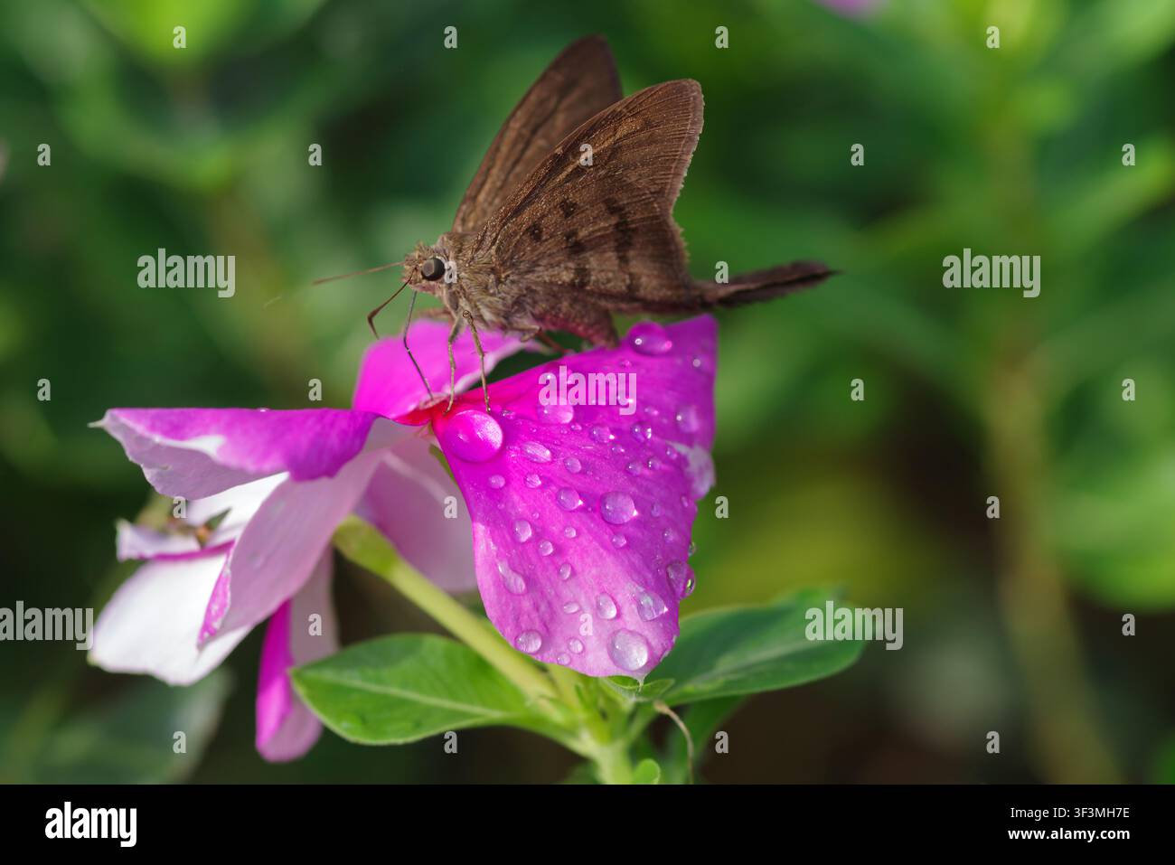 Ein Falter, der auf einer bunten Blume sitzt und sich nährt. Stockfoto