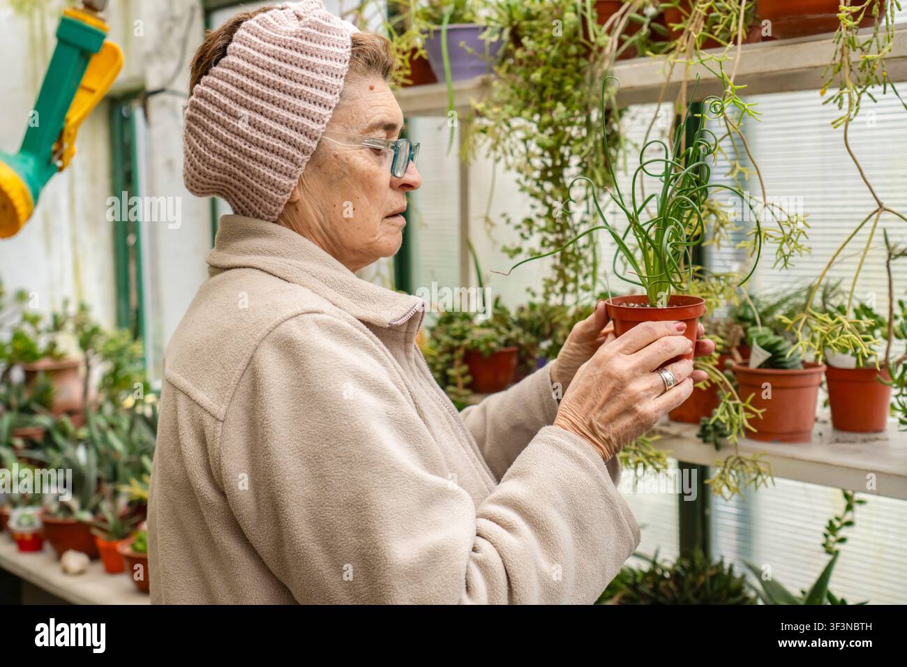 Seitenporträt einer älteren Frau mit Brille und einem rosa Strickstirnband, die einen kleinen Topf mit einer Sukkulente mit lockigem Stängel auf einem Gewächshausregal hält Stockfoto