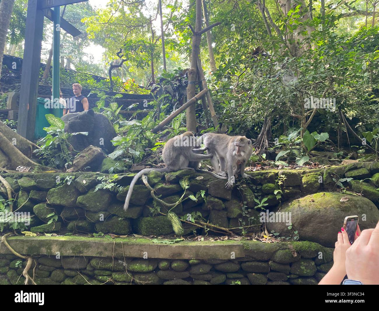 Makaken in einer üppigen tropischen Waldumgebung auf Bali, Indonesien Stockfoto