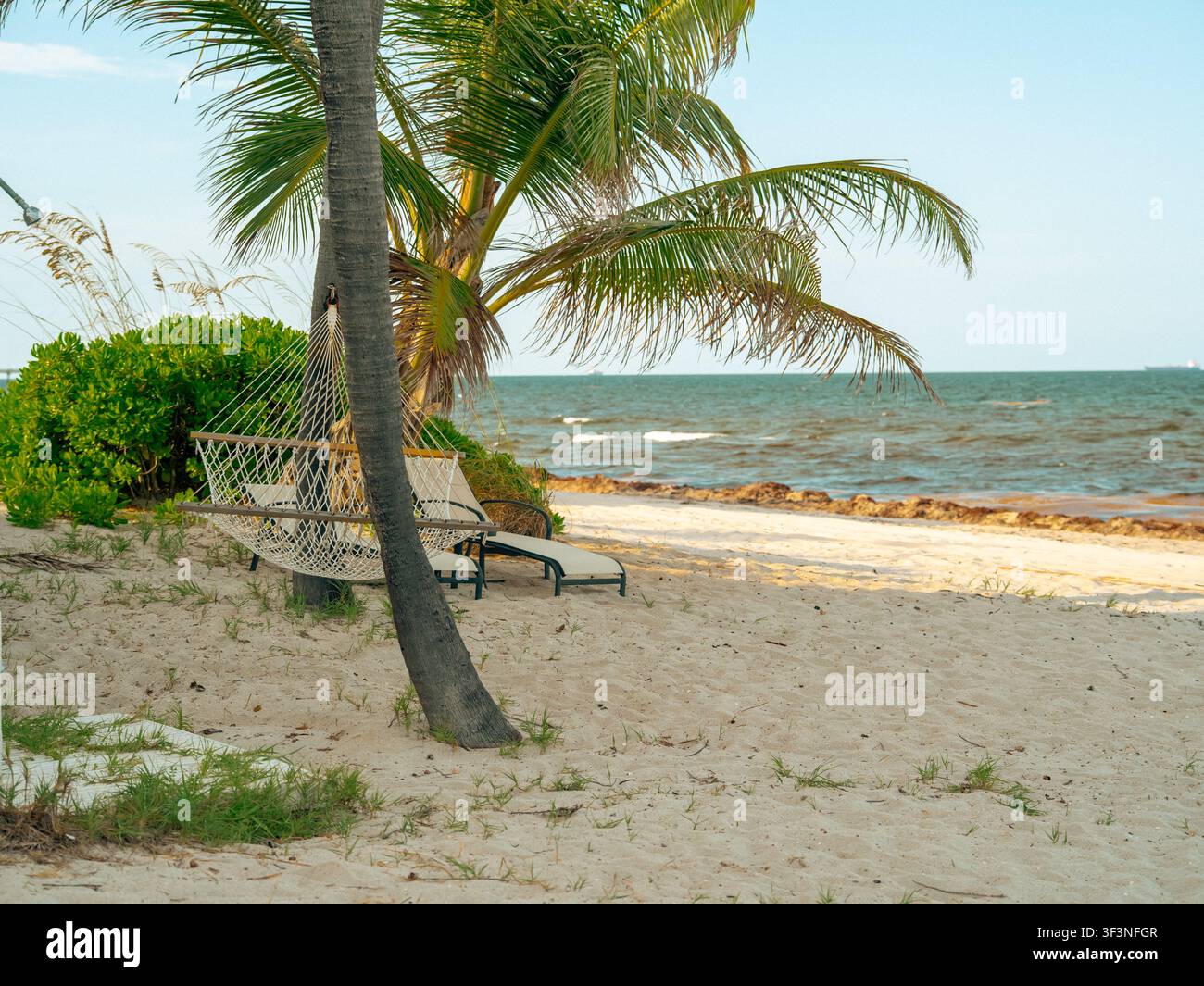 Eine weiße Strammhängematte hängt fest zwischen zwei hohen grünen Palmen direkt neben zwei flachen Liegestühlen an einem sandigen Strand in der Nähe des blauen Ozeans. Stockfoto