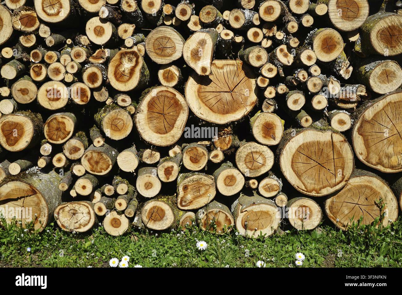 Nach dem Fällen von Bäumen auf der abgeernteten Obstwiese bleibt ein großer Holzstapel für den nächsten Winter übrig Stockfoto
