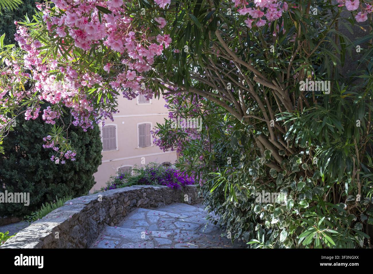 Die Dorfstufen führen zwischen Steinmauerwerk, mediterranen Pflanzen und rosa Blumen im gemischten Sonnenlicht hinab, Bormes-les-Mimosas, Bormes Village, Var, Pro Stockfoto