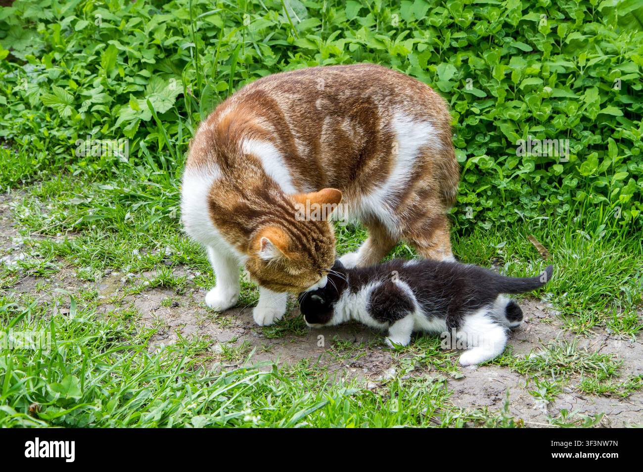 Eine Katze schnüffelt und leckt ihr Kätzchen. Katze mit einem kleinen Kätzchen in der Natur. Stockfoto