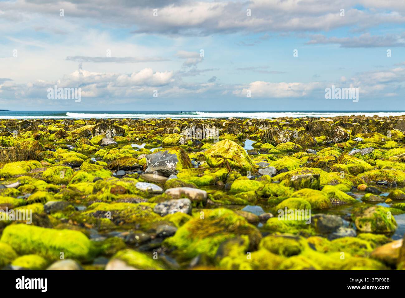 Niedrigwinkelaufnahme von leuchtend grünem Moos und Algen, die Felsen an Streedagh Beach in Irland bedecken. Die felsige Küstenlinie ist bei Ebbe freigelegt, mit flachem p Stockfoto