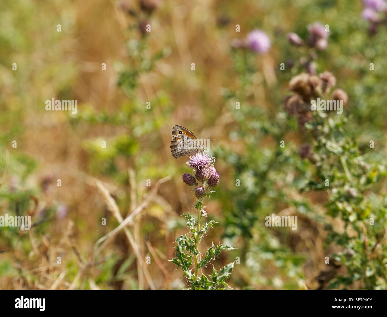 Wiesenfalter, der an einem Distelblütenkopf saugt Stockfoto