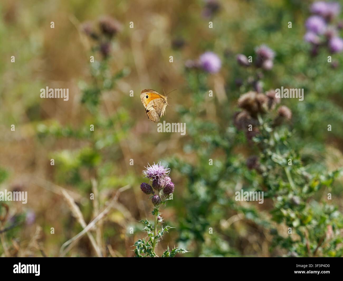 Wiesenfalter im Flug nach dem Besuch einer Distelblüte Stockfoto