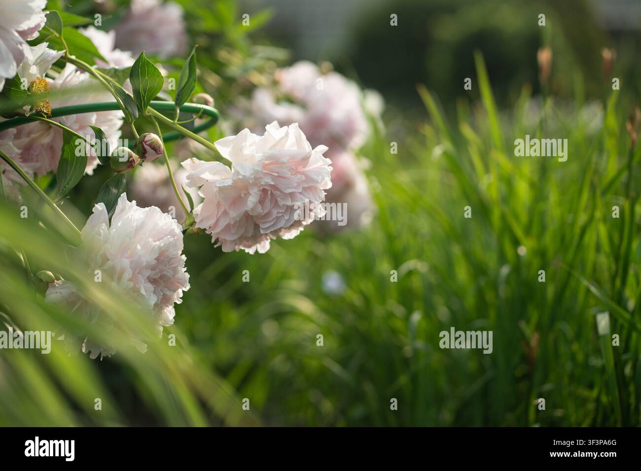 Blumenbeet mit üppigen aromatischen Pfingstrosenblüten mit rosa und weißen Blütenblättern, die im Sommer im Freien blühen. Stockfoto