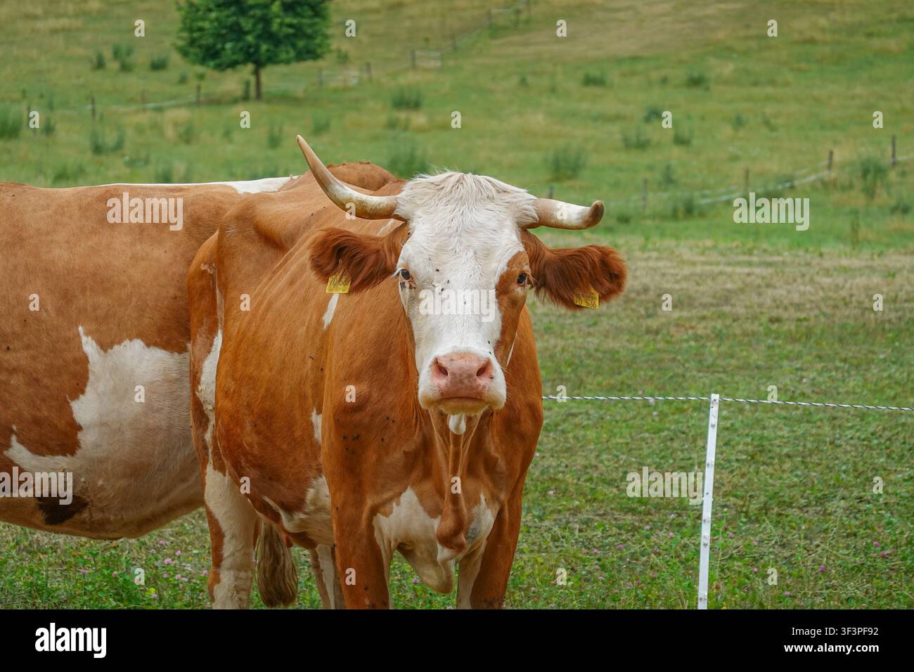 Simmentaler Kuh mit Hörnern steht auf einer grünen Weide neben einem mobilen Wassertank auf einem Bauernhof. Stockfoto