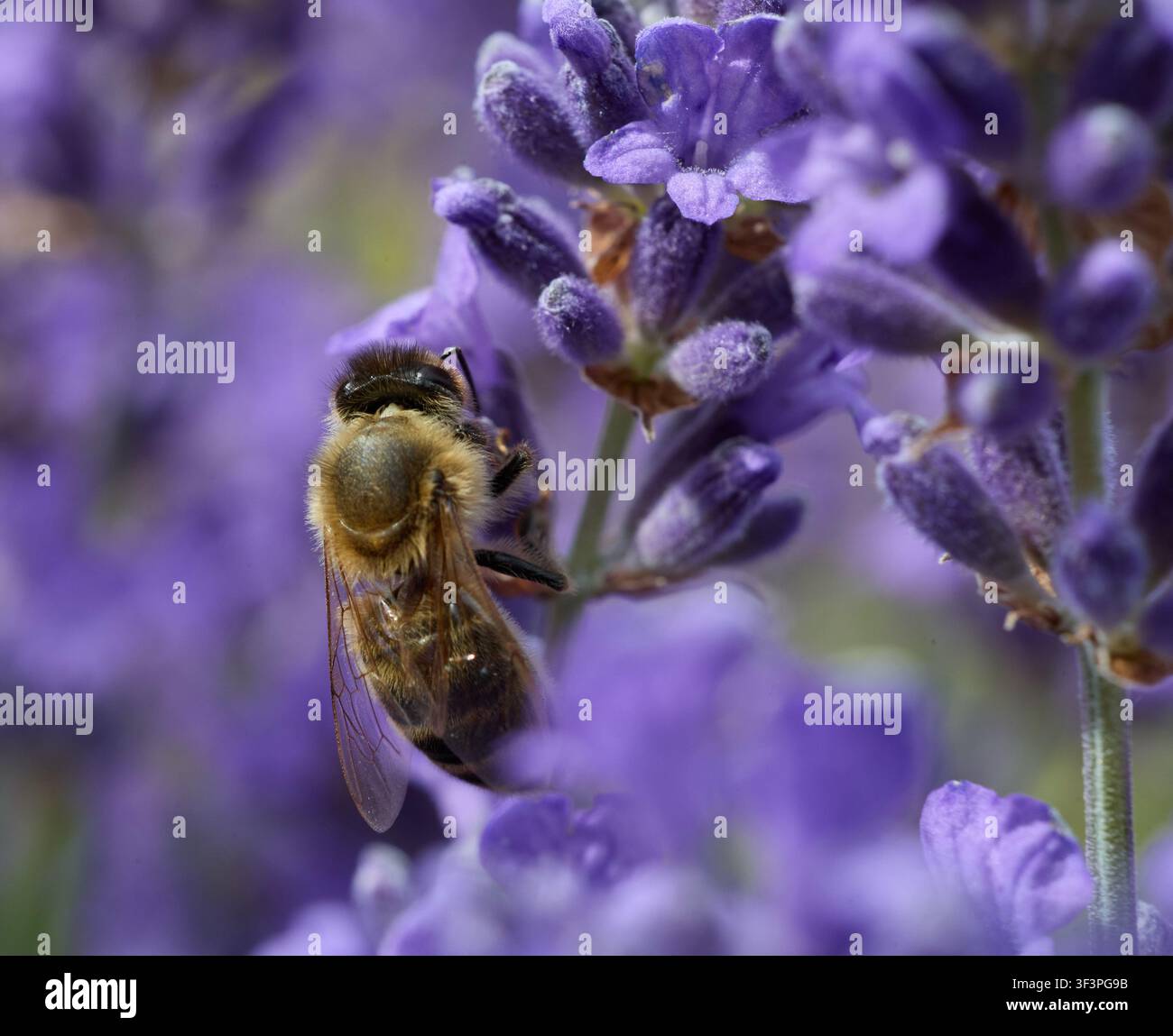 Honigbiene sammelt Nektar auf Lavendelst Blüten Stockfoto