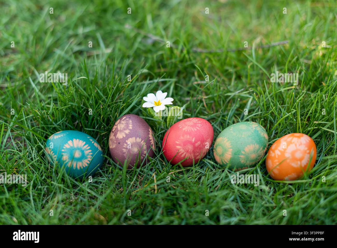 Fünf pastellfarbene Ostereier, die mit Blumenmustern verziert sind, in einer Reihe auf frischem grünem Gras neben einer blühenden Primel angeordnet. Frühlingsfeiertagskomposi Stockfoto