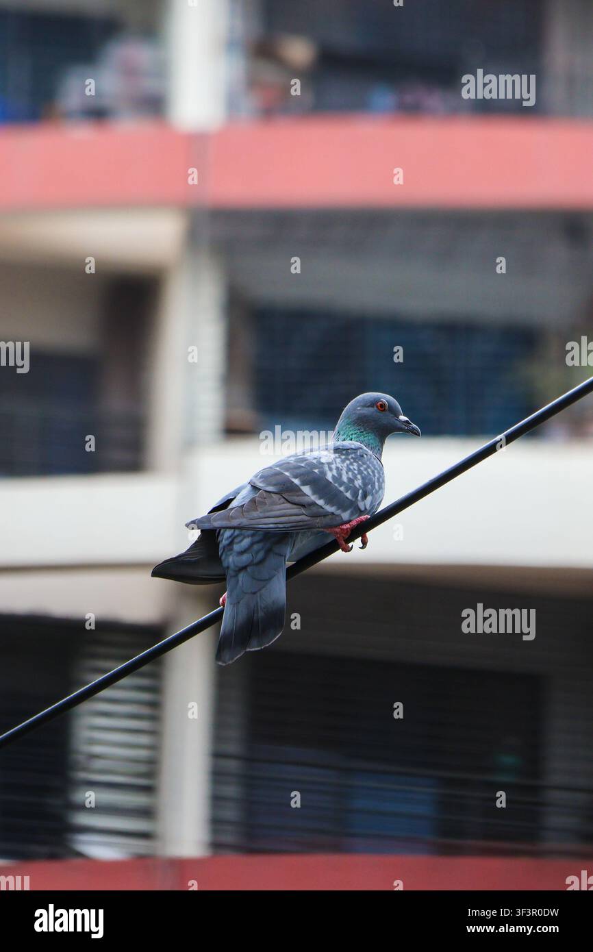 Stadtvogel, der tagsüber ruhig auf einem Draht sitzt. Eine Nahaufnahme einer Taube, die auf einem schwarzen Draht in einer städtischen Nachbarschaft ruht. Stockfoto