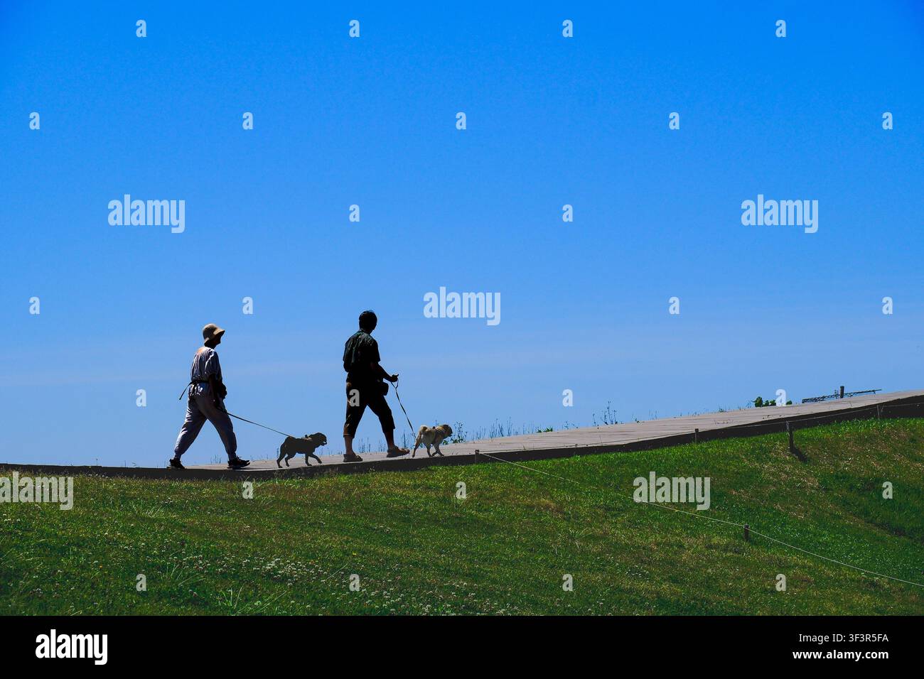 Menschen gehen mit Hunden auf dem Berg. Stockfoto
