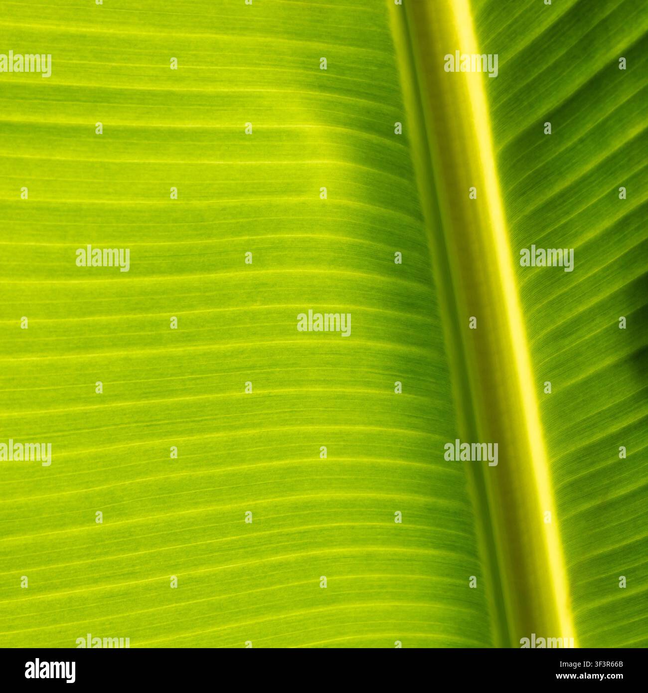 Nahaufnahme eines gegen das Licht gehaltenen Bananenblatts, das Muster und Textur zeigt Stockfoto