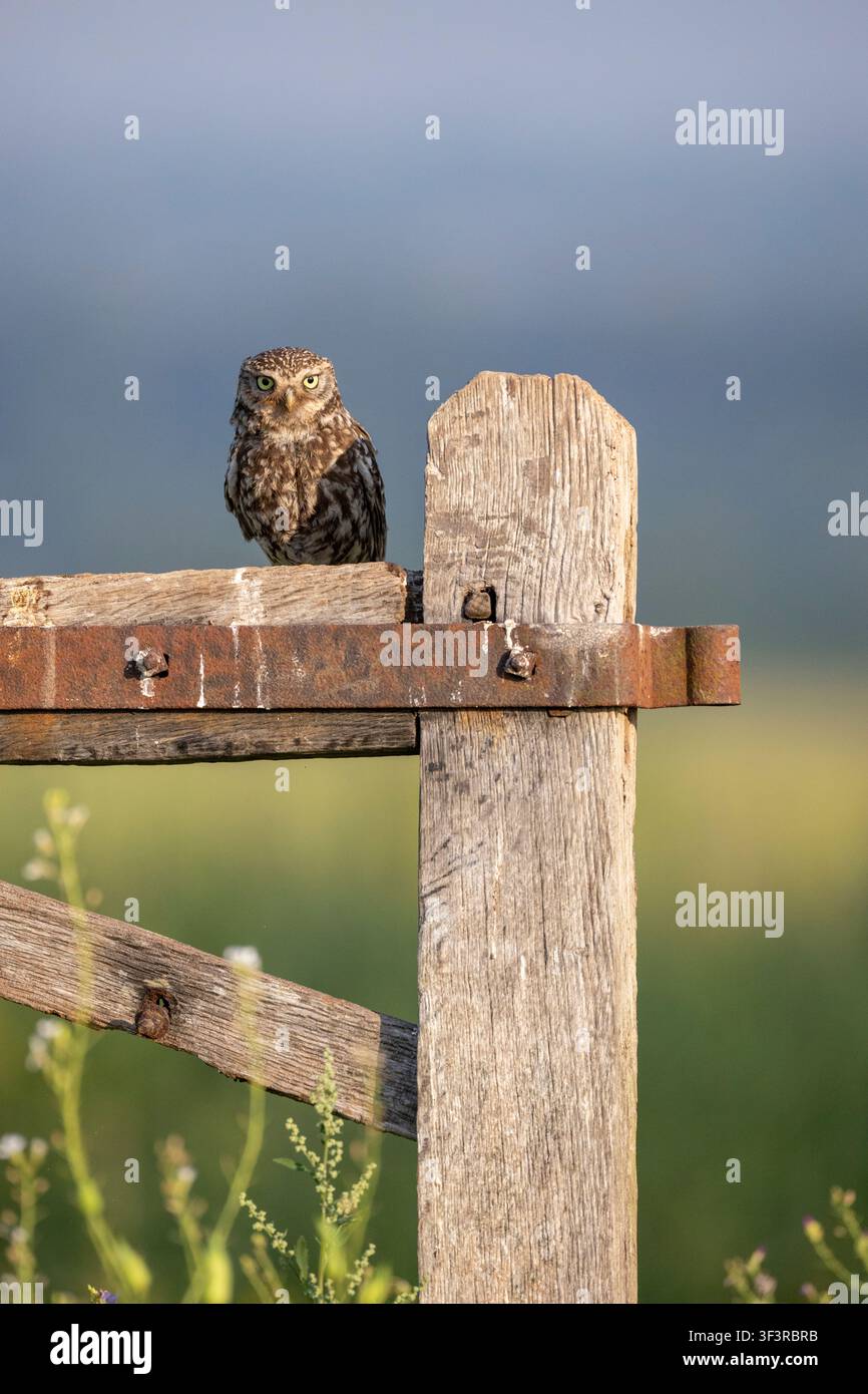 Erwachene Zwergohle, Athene noctua, sitzt auf einem Holztor im ländlichen Staffordshire, England, UK Stockfoto
