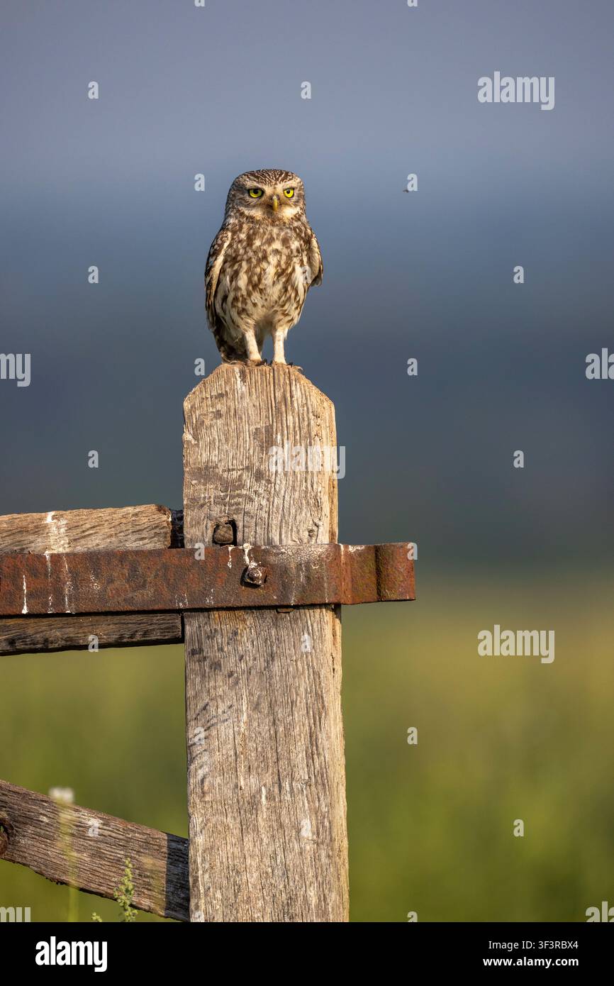 Erwachene Zwergohle, Athene noctua, sitzt auf einem Holztor im ländlichen Staffordshire, England, UK Stockfoto