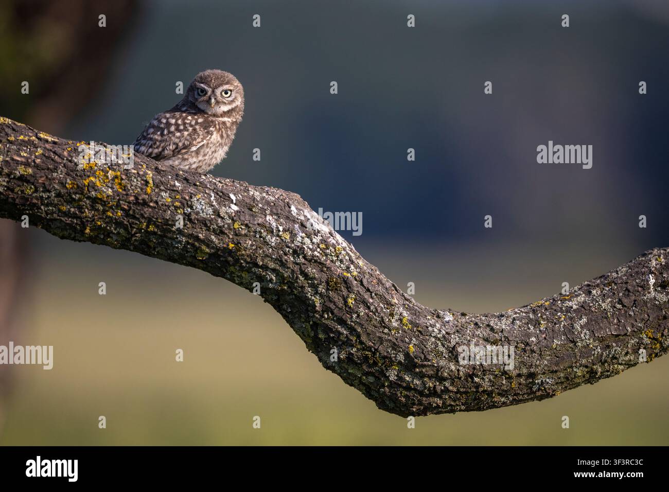 Jugendliche Waldohle, Athene noctua, sitzt auf einem dicken Eichenast im ländlichen Staffordshire, England, UK Stockfoto