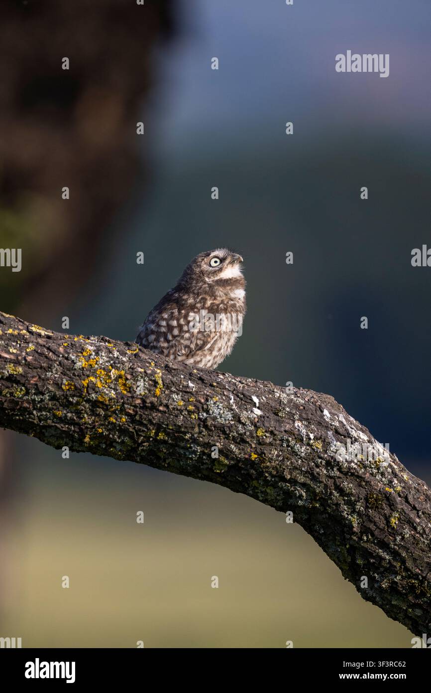 Jugendliche Waldohle, Athene noctua, sitzt auf einem dicken Eichenast im ländlichen Staffordshire, England, UK Stockfoto