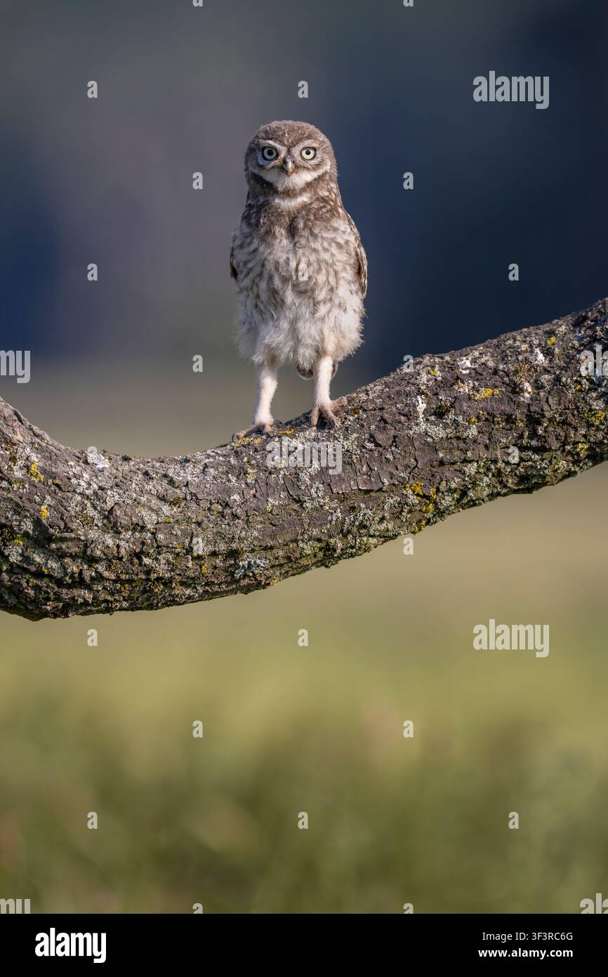 Junges Zwerghuhn, Athene noctua, sitzt auf einem Ast im ländlichen Staffordshire, England, UK Stockfoto