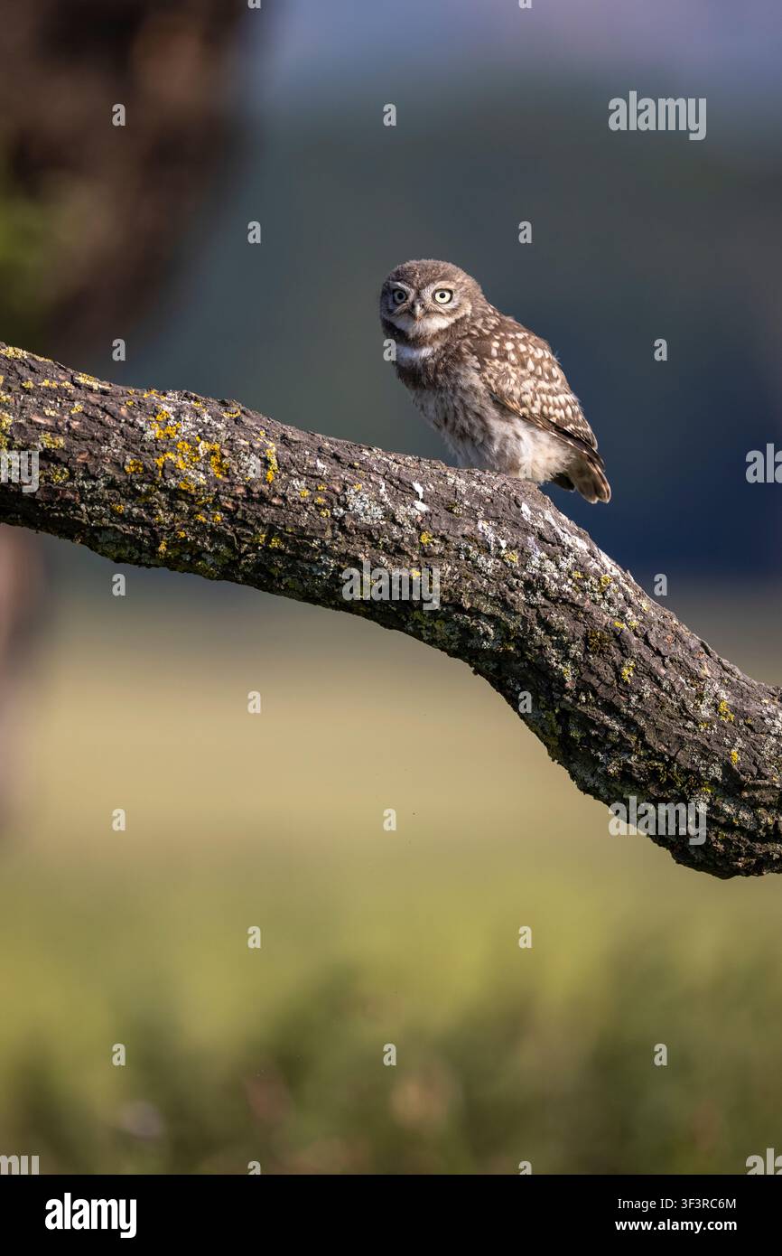 Junges Zwergohabu, Athene noctua, sitzt auf einem Eichenast in ländlichem Staffordshire, England, UK Stockfoto