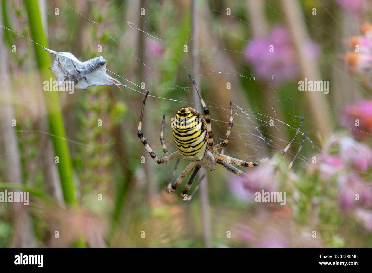 Wolfsspinner (Argiope bruennichi) mit Beute im Netz in einer Heidelandschaft, Hampshire, England, UK Stockfoto