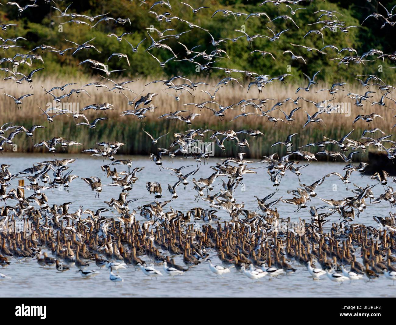 Große Schar von Schwarzschwanz-Triele (Limosa limosa) fliegt davon und zeigt die schwarzen Schwänze perfekt, während weitere noch auf dem Wasser sind. Stockfoto