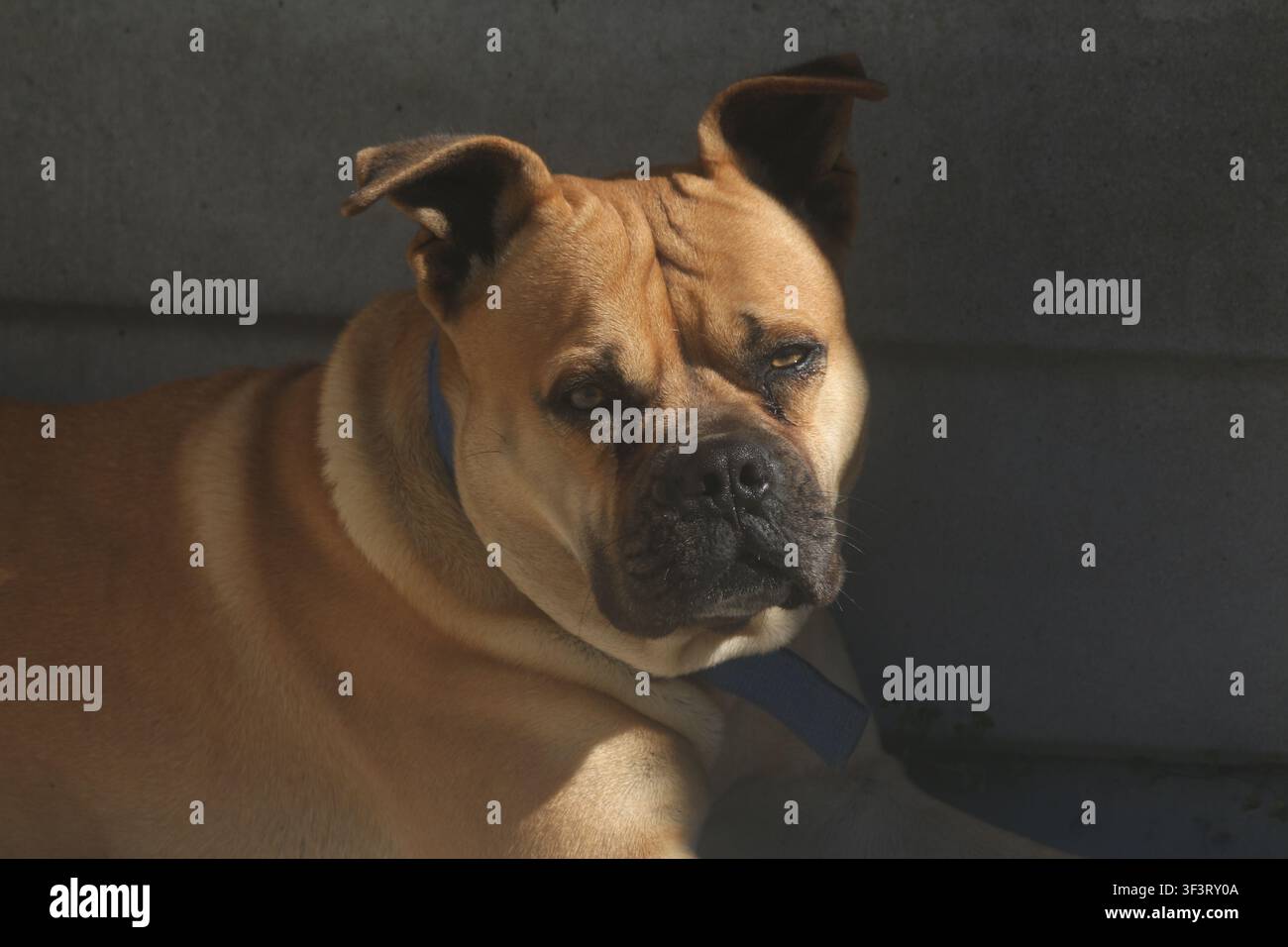 Nahaufnahme-Porträt eines fawnfarbenen Boerboel-Typs Hundes mit blauem Halsband, der unter dramatischem natürlichem Licht und Schatten intensiv blickt. Stockfoto