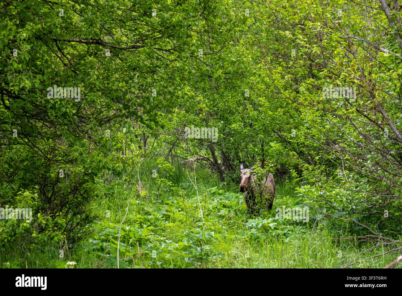 Elch Alces alces steht in dichtem grünem Sommerlaub unter einem bewölkten Himmel in Palmer Alaska USA Stockfoto